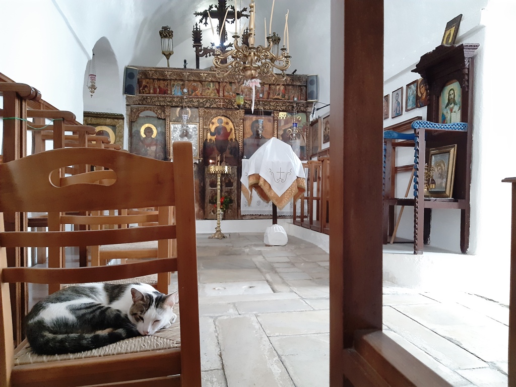 kot w kościele naussa